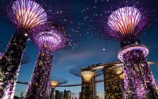 Картинка Сингапур, Gardens by the Bay, ночь, дизайн, строения, огни, сады