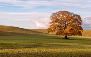 Картинка поле, пейзаж, дерево, осень