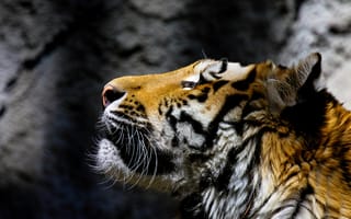 Картинка тигр, хищник, дикая кошка, морда