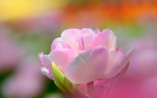 Картинка цветок, весна, тюльпан, лепестки