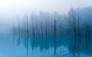 Картинка озеро, туман, деревья