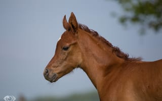 Картинка конь, профиль, жеребёнок, рыжий, лошадь, малыш, морда, (с) OliverSeitz, детёныш