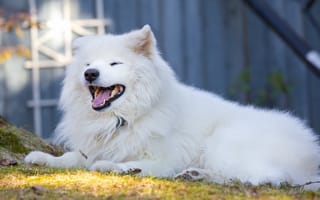Картинка собака, друг, Samoyed Smile, взгляд