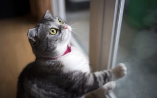 Картинка Кошка, вгляд, окно, серая