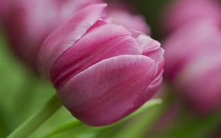 Обои тюльпаны, тюльпан, розовый