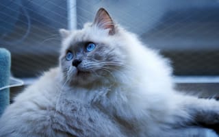 Картинка Blueish, cat, blue eyes, miaw