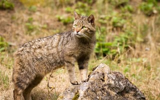 Картинка дикий кот, кошка, лесной кот, камень