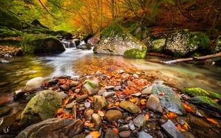 Картинка лес, деревья, осень, природа, река, камни