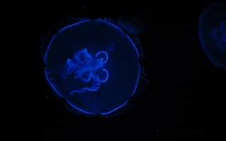 Обои медуза, контраст, синий, под водой, чёрный, подводный мир, тёмный