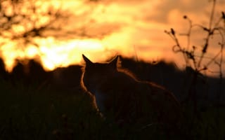 Картинка кошка, природа, кот, закат
