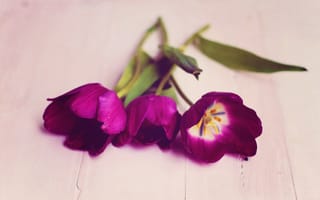 Картинка тюльпаны, природа
