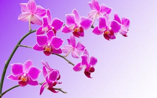 Картинка орхидея, ветка, лепестки, макро