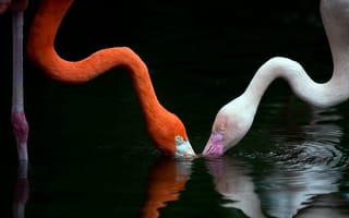 Обои птицы, вода, фламинго