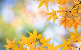 Картинка листья, осень, клен, макро