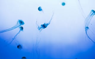 Картинка медуза, голубой, вода, медузы, стая