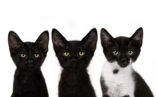 Обои коты, усы, смотрят, cats, котята, черный