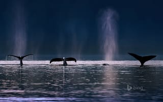 Картинка горбатые киты, плавник, брызги, США, океан, Аляска, Адмиралтейские острова, море