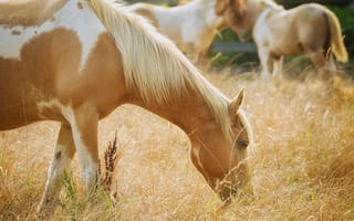 Обои конь, грива, профиль, трава, свет, пастбище, лошадь