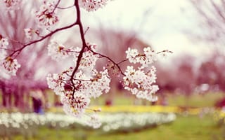 Картинка дерево, весна, цветы, сакура, природа