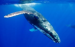 Картинка whale, ocean, blue, mammal