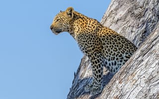Картинка леопард, живая природа, дерево