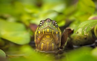 Обои красная болотная черепаха, голова, природа, листья, вода, глаза