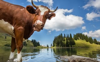 Обои корова, деревья, рога, пейзаж, Швейцария, озеро, горы