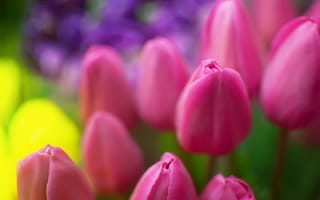 Картинка Тюльпаны, растения, розовый, цветы, боке