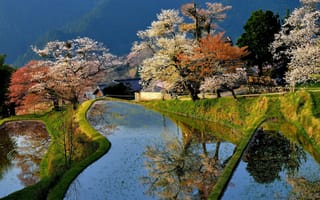 Картинка Япония, сад, дом, пруд, цветение, деревья, весна