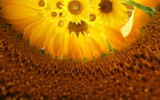 Картинка Подсолнухи, середина, цветы