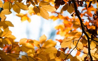 Картинка листья, осень, ветка