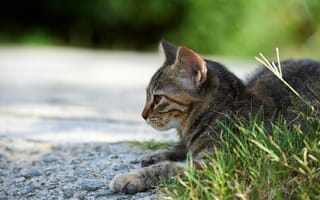 Картинка кот, лежа, улица, кошка, трава