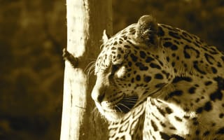 Картинка ягуар, дикая кошка, морда, хищник, свет, профиль