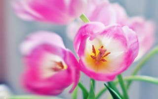 Картинка тюльпаны, лепестки, розовые, размытость, тычинки