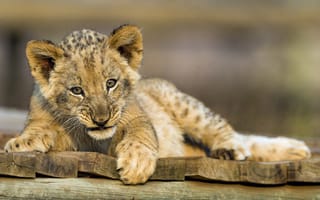 Обои львёнок, детёныш, кошка, ©Tambako The Jaguar, лев