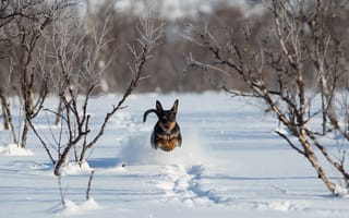 Обои собака, снег, бег