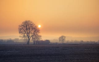 Картинка закат, дерево, туман