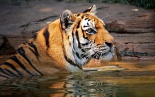 Картинка тигр, купание, хищник, водоем, дикая кошка, морда