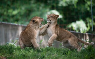 Обои львята, игра, малыши, драка, детеныши, хищники, борьба, дикие кошки, пара