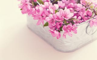Картинка цветы, розовые, корзина, букет