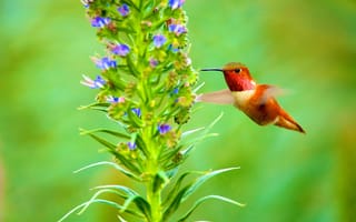 Картинка колибри, птица, природа, клюв, цветок