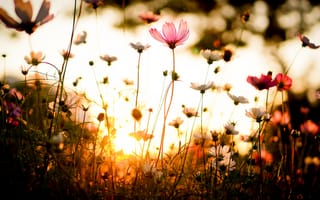 Картинка Цветок, трава, flower, закат