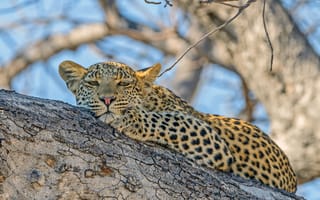 Картинка леопард, дерево, ленивые, живая природа