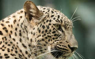Картинка леопард, персидский, профиль, морда, кошка