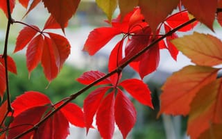 Картинка Макро, красные, осень, лиана, листья