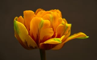 Картинка тюльпан, желтый, макро