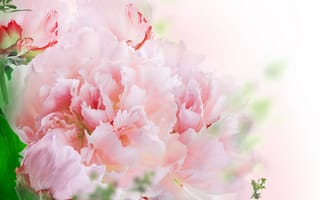 Картинка цветы, листики, розовые гвоздики