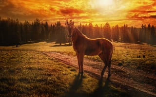 Картинка лошадь, закат, жеребёнок