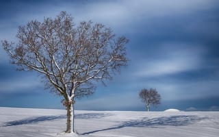 Картинка небо, снег, деревья, тень, зима, поле