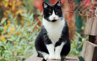 Картинка Кошка, кусты, осень, черная, белая, лавочка, сидит, сад